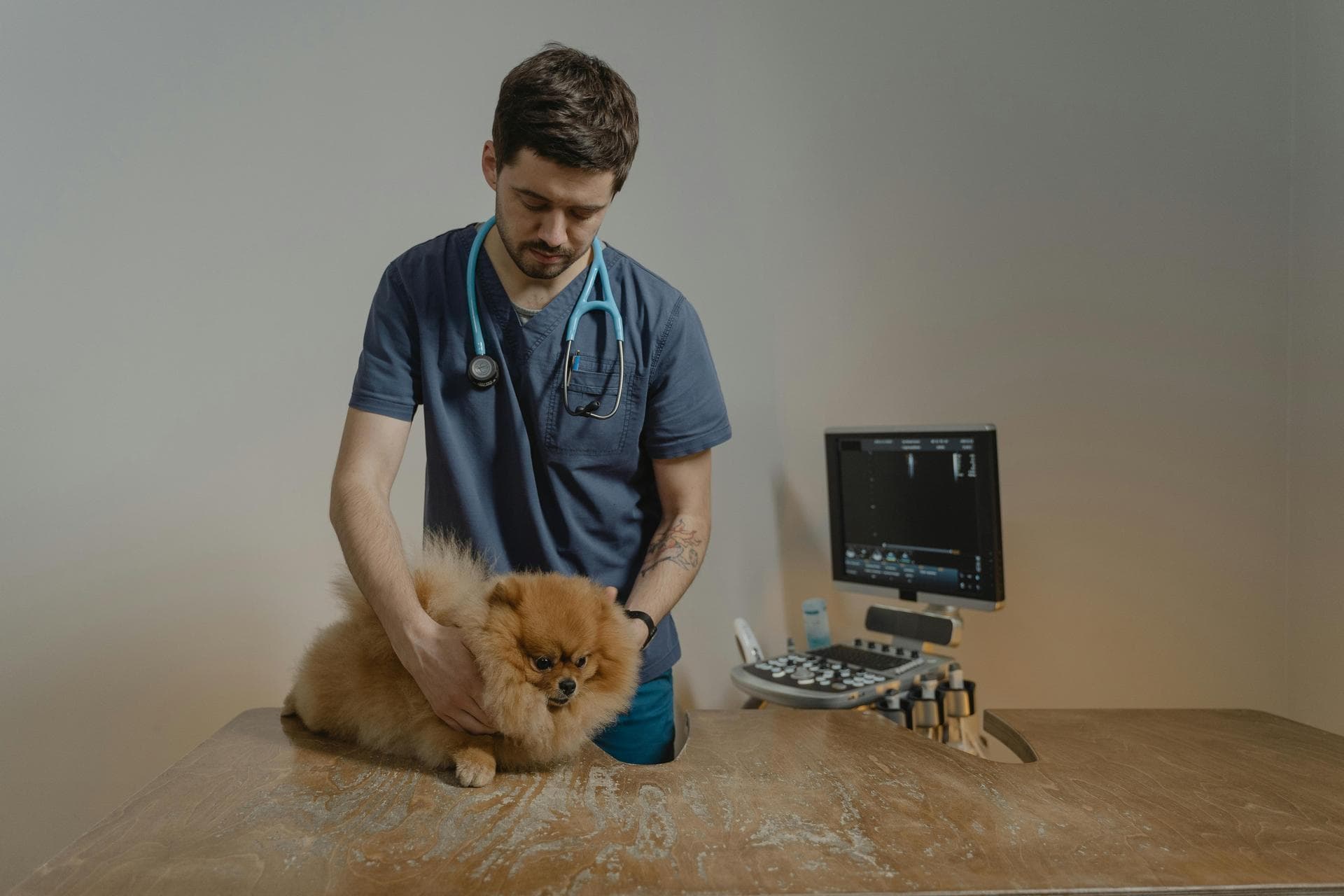 Best Vets in Wall