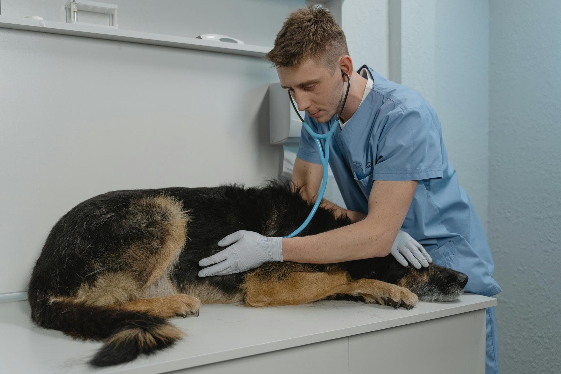 Best Vets in Flanders