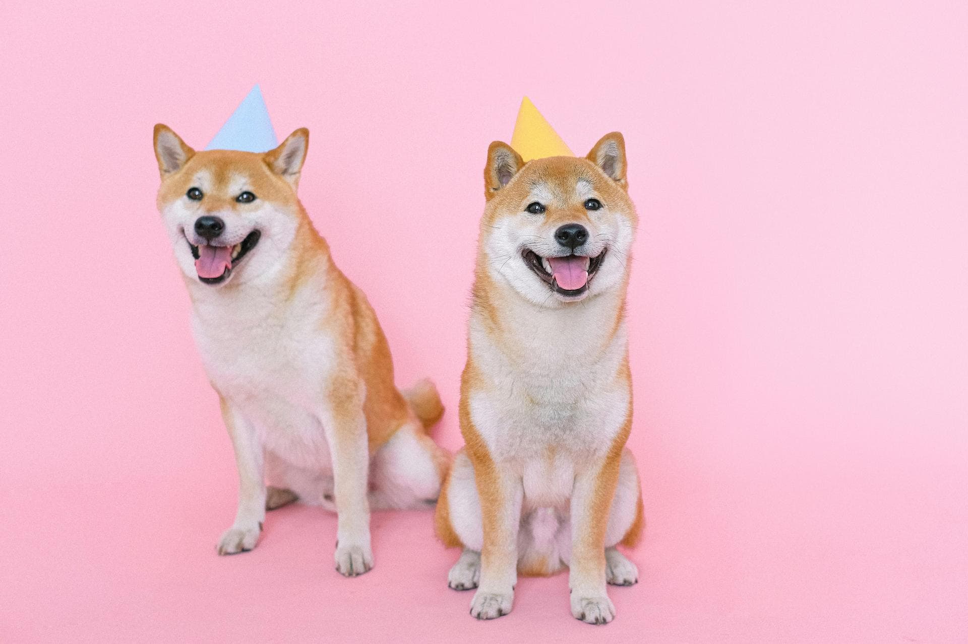 Dog & Cat Vets in Mullica Hill